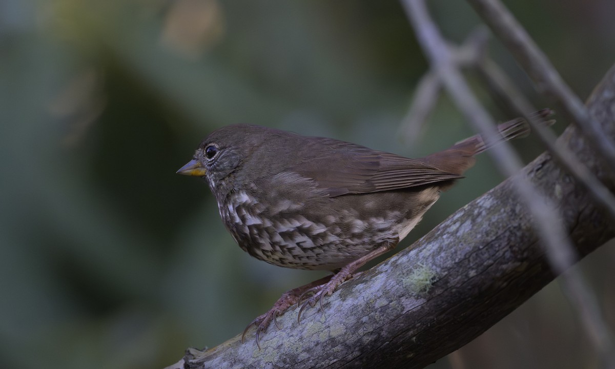 Пестрогрудая овсянка [группа unalaschcensis] - ML645869409