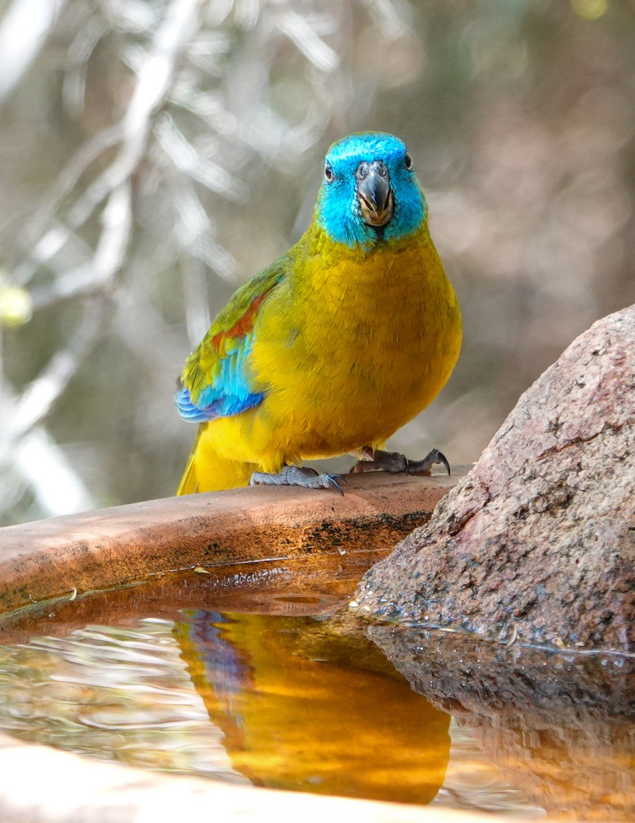 Turquoise Parrot - ML645869412