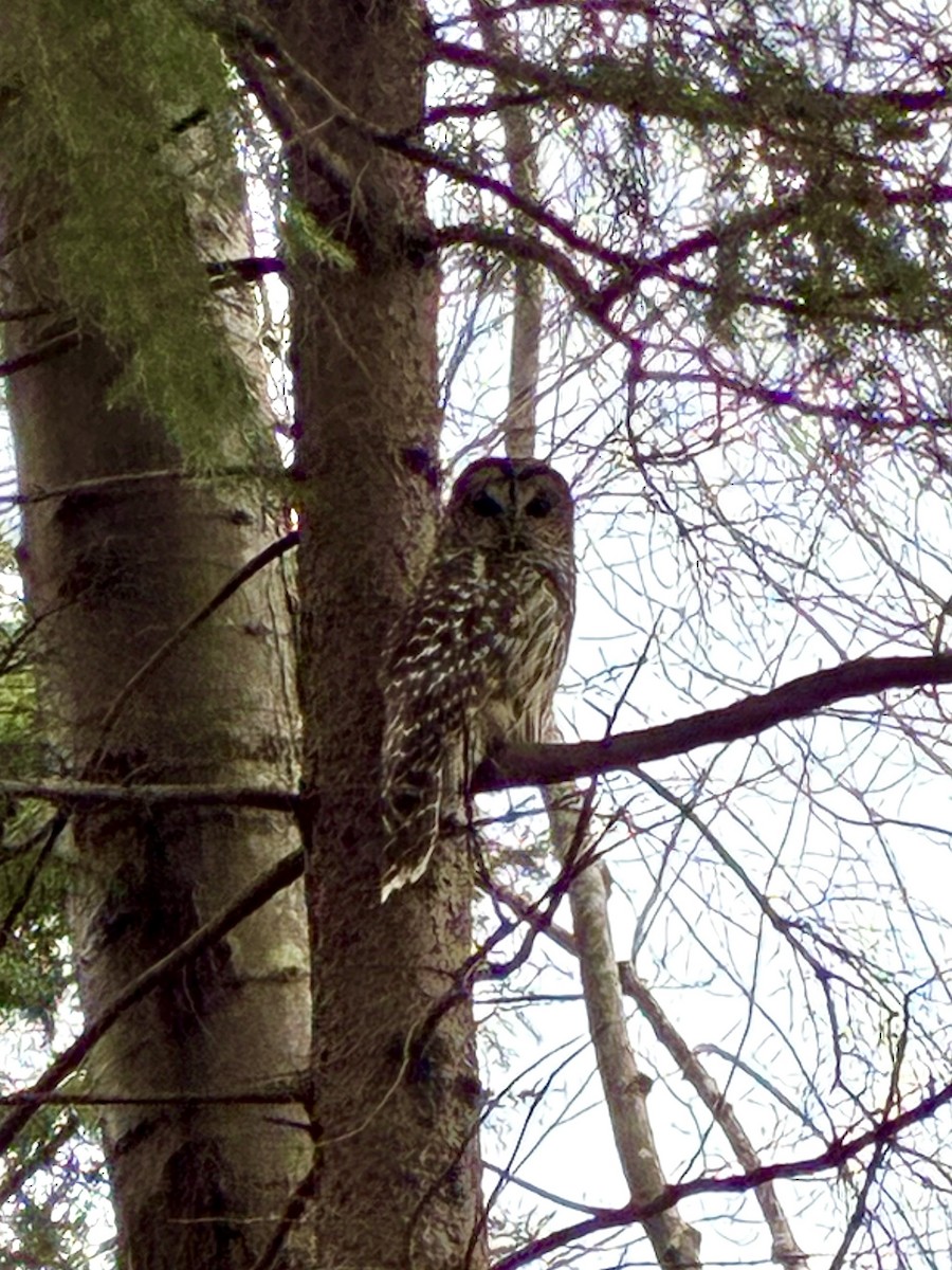 Barred Owl - ML645869413