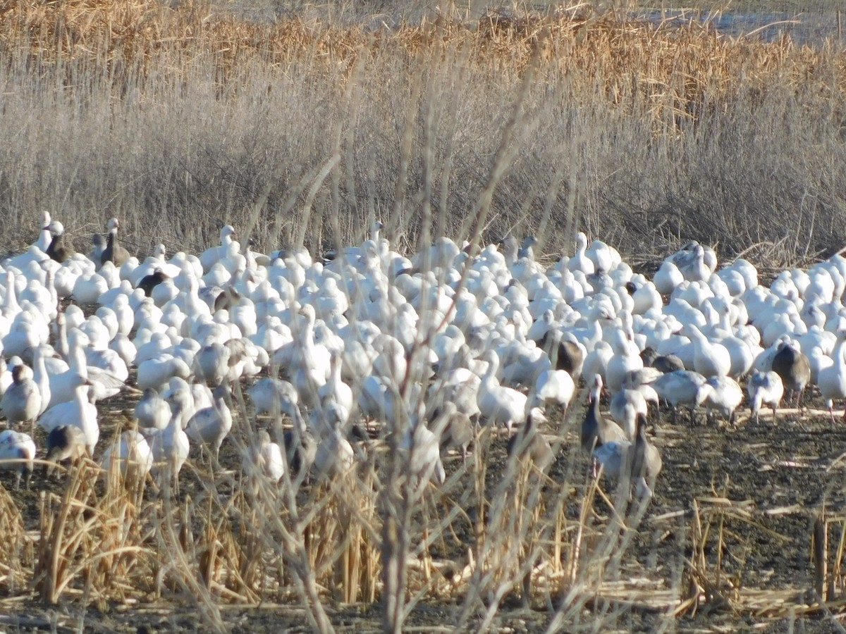 Snow Goose - ML645869416