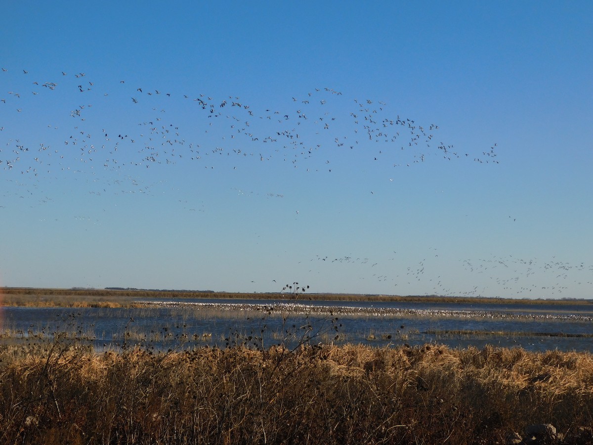 Snow Goose - ML645869417