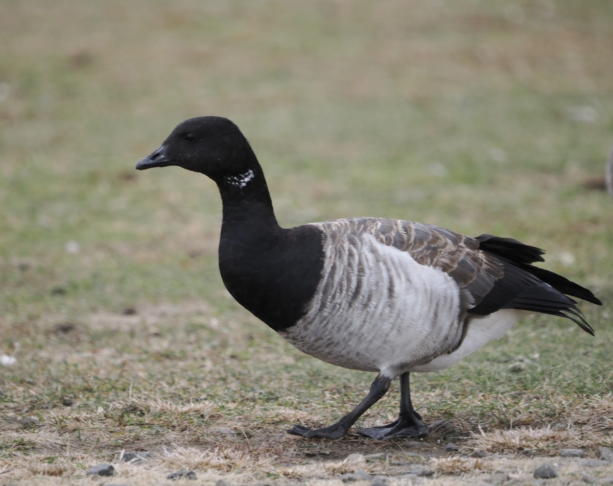 Brant - ML645869419