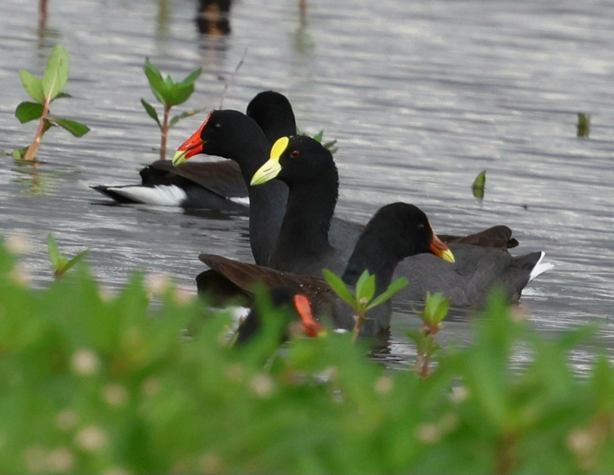 White-winged Coot - ML645869420