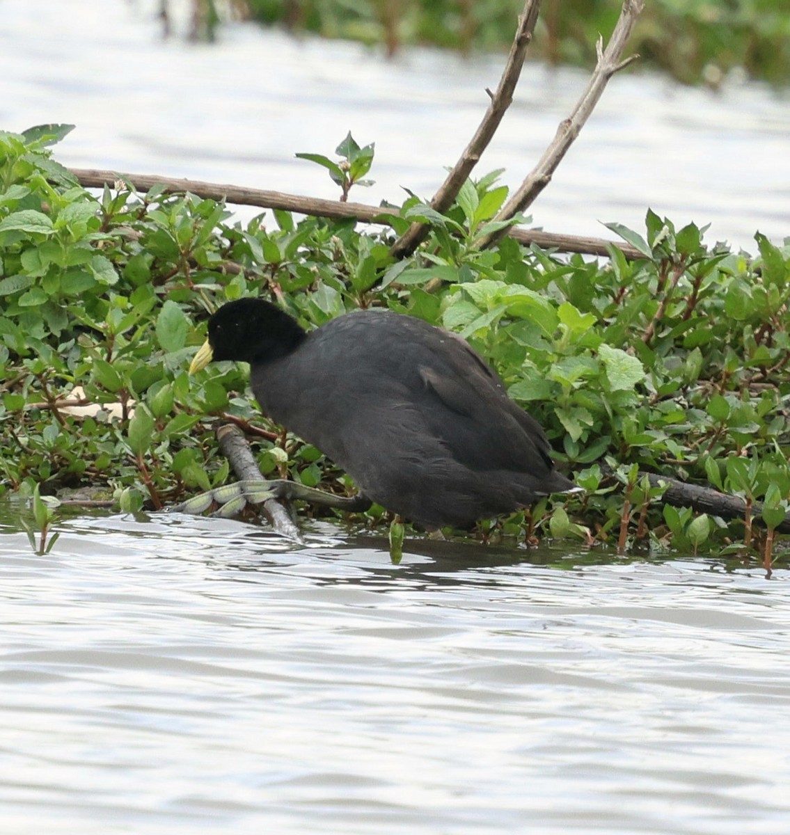White-winged Coot - ML645869421