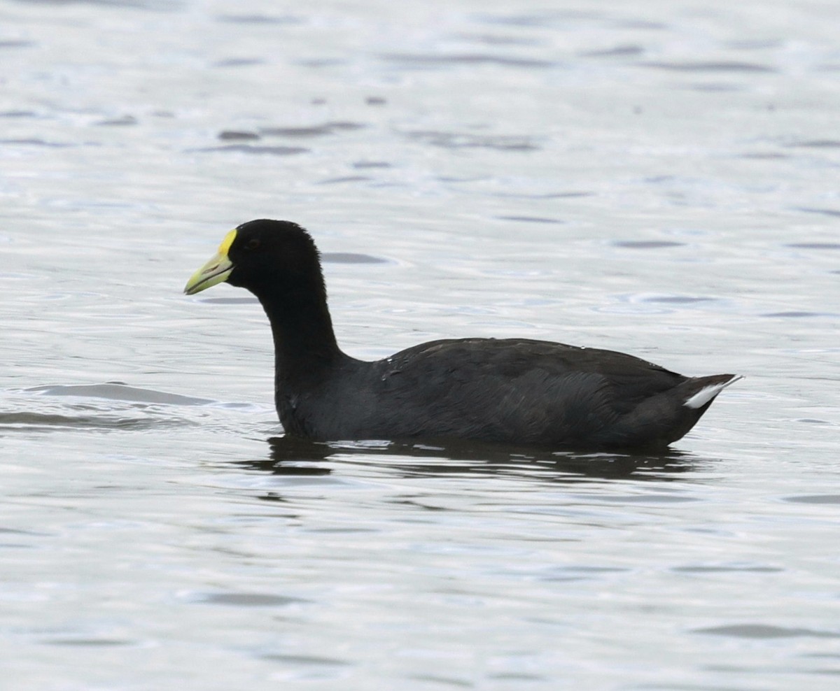White-winged Coot - ML645869422