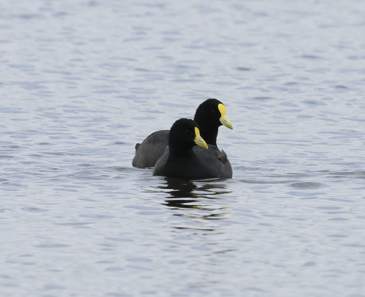 White-winged Coot - ML645869423