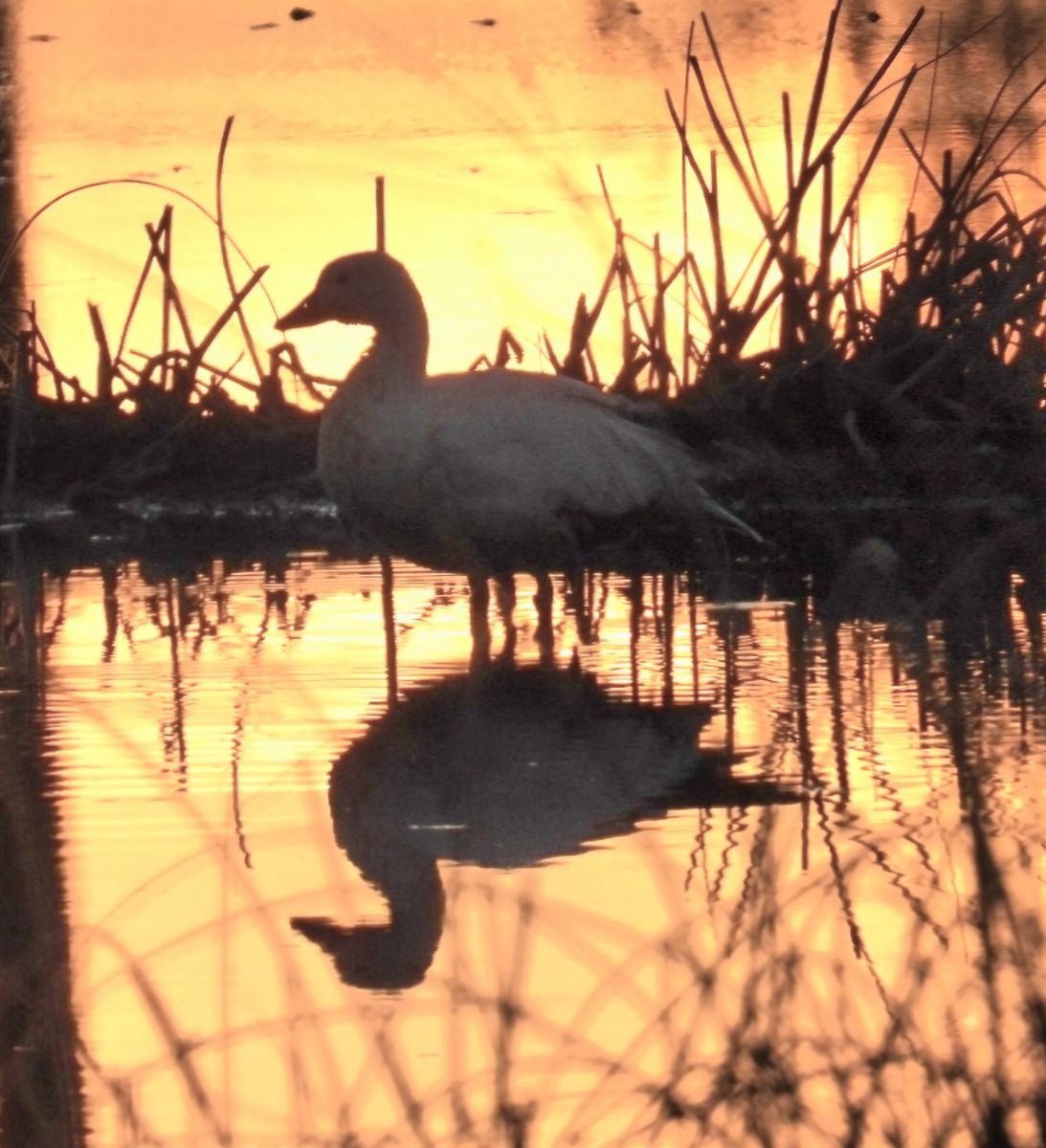 Snow Goose - ML645869424