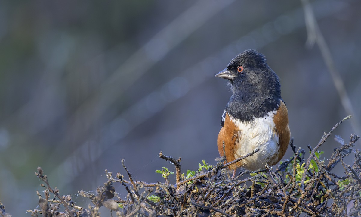 Spotted Towhee - ML645869427