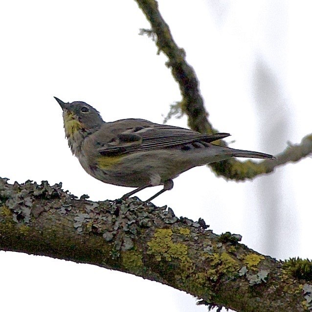 Yellow-rumped Warbler - ML645869428