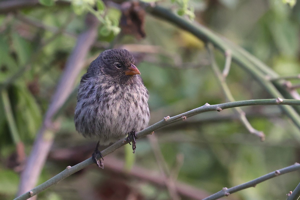 Small Ground-Finch - ML645869429