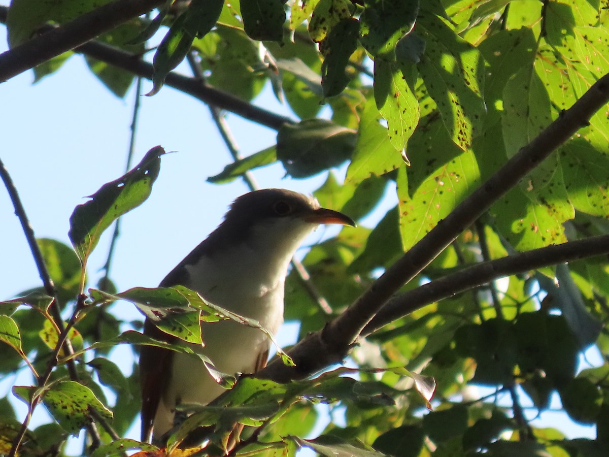 Yellow-billed Cuckoo - ML645869430