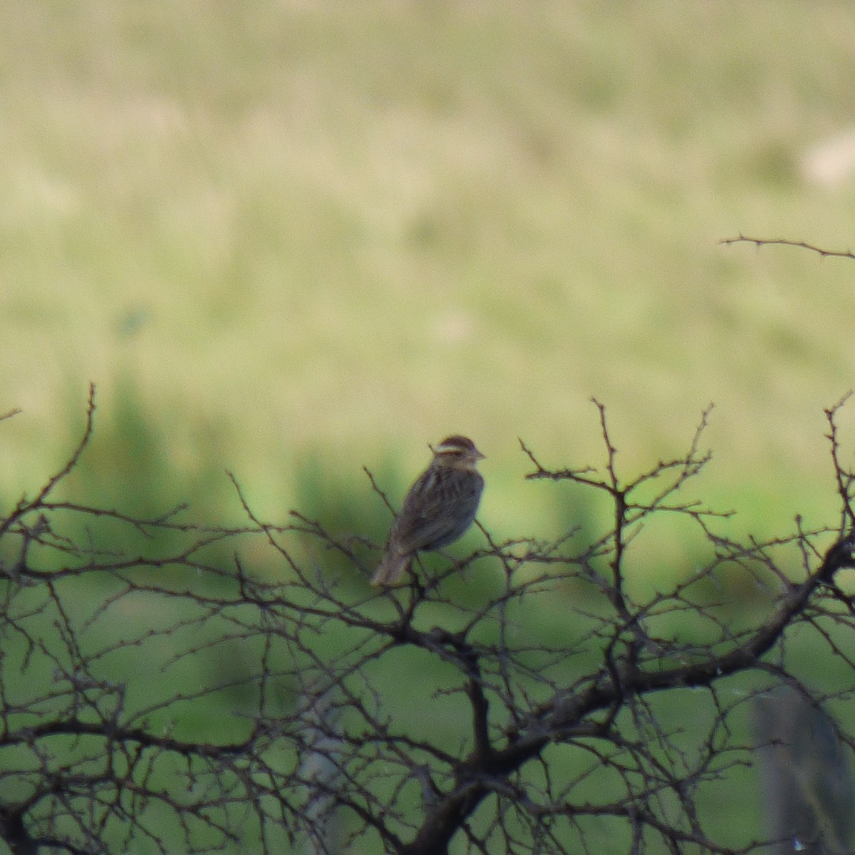 White-browed Meadowlark - ML645869431
