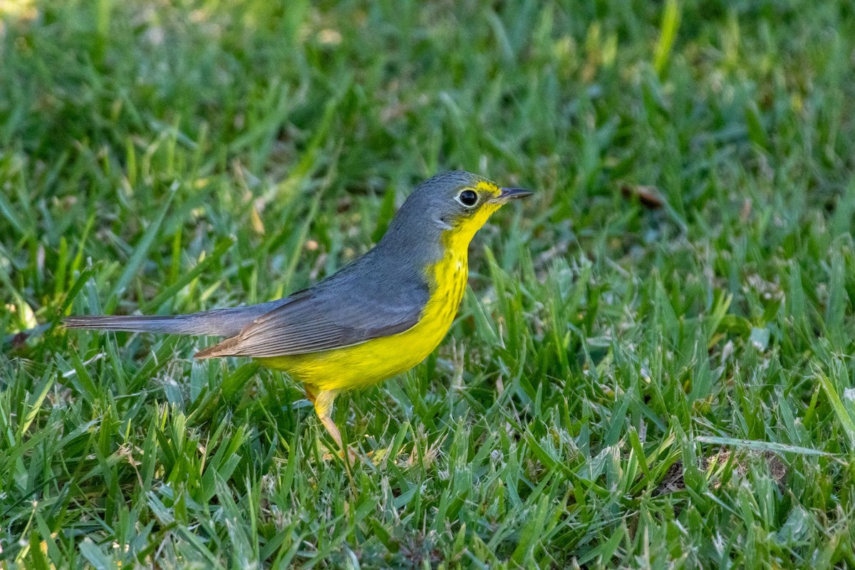 Canada Warbler - ML645869432