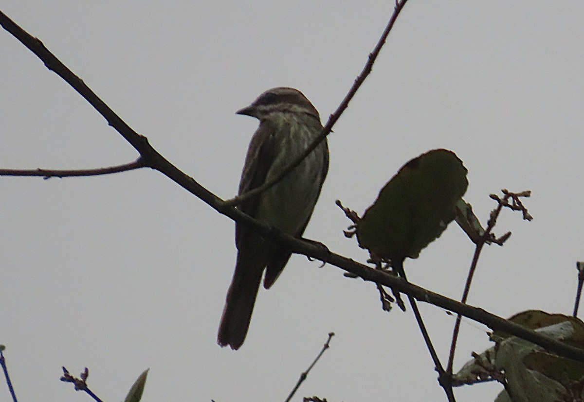 Piratic Flycatcher - ML645869433