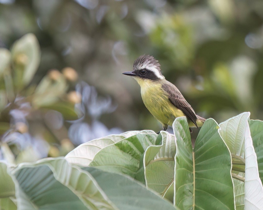 Three-striped Flycatcher - ML645869435
