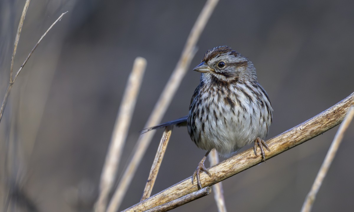 Song Sparrow - ML645869436