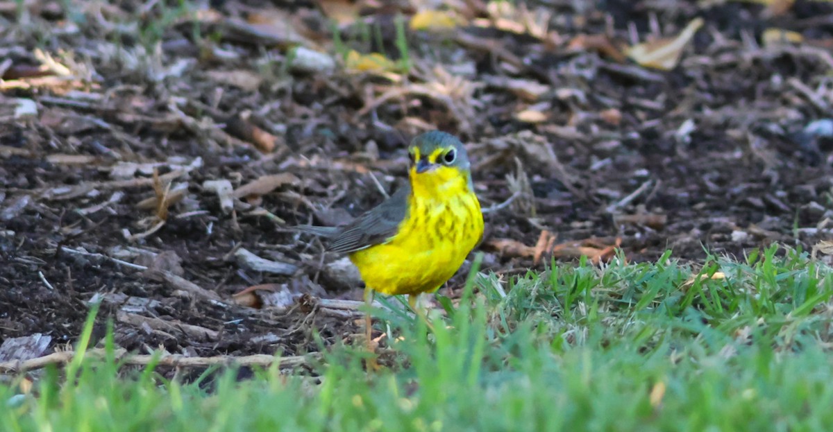 Canada Warbler - ML645869437