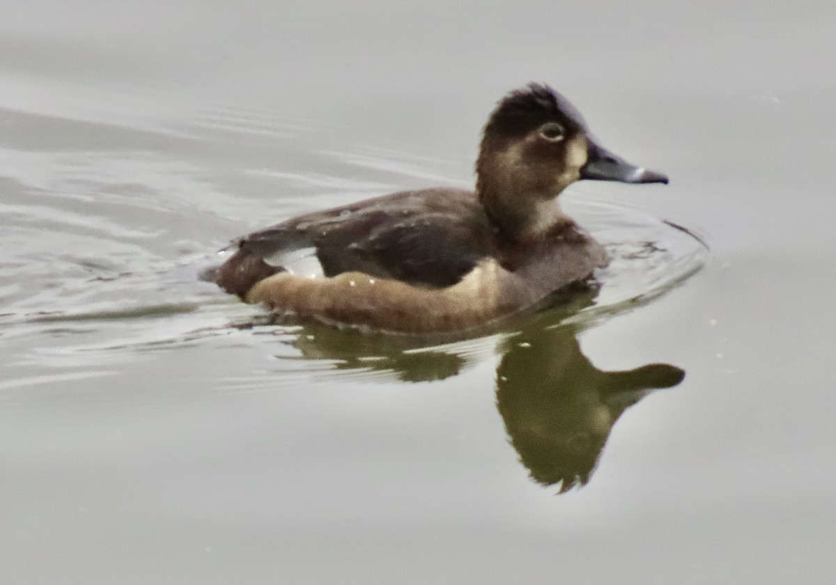 Ring-necked Duck - ML645869438