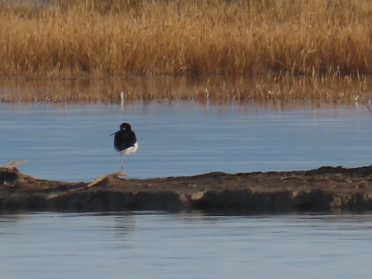 Black-necked Stilt (Black-necked) - ML645869439