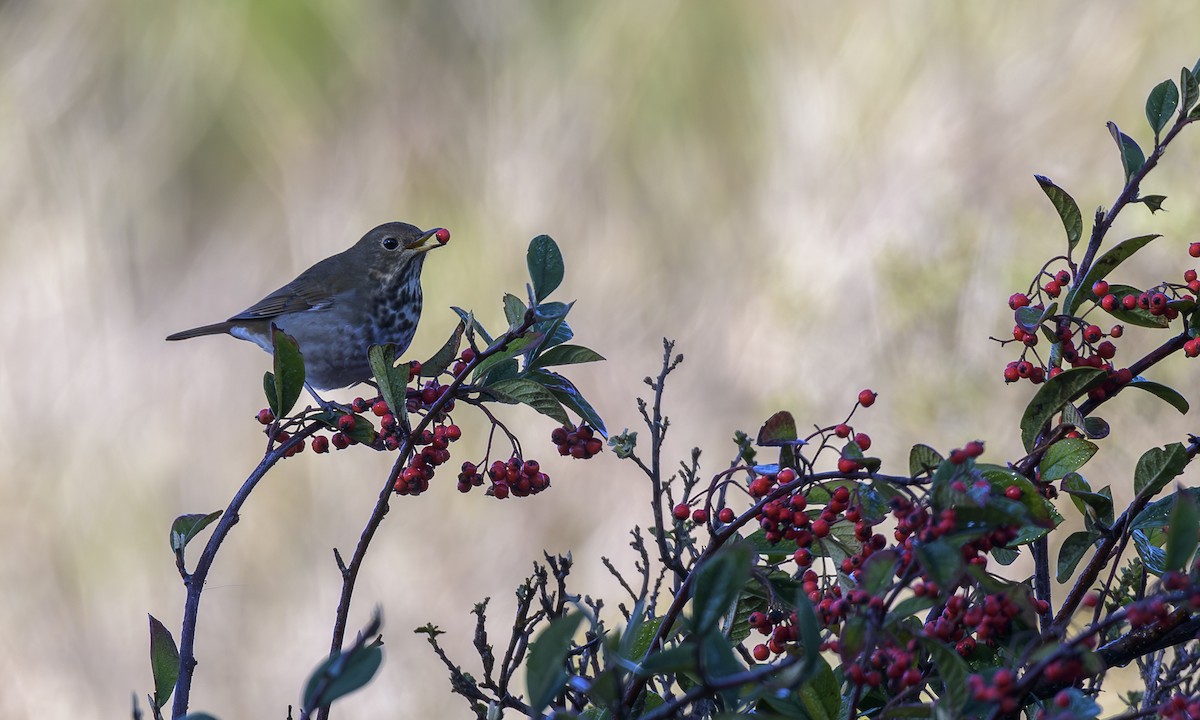 Hermit Thrush - ML645869441