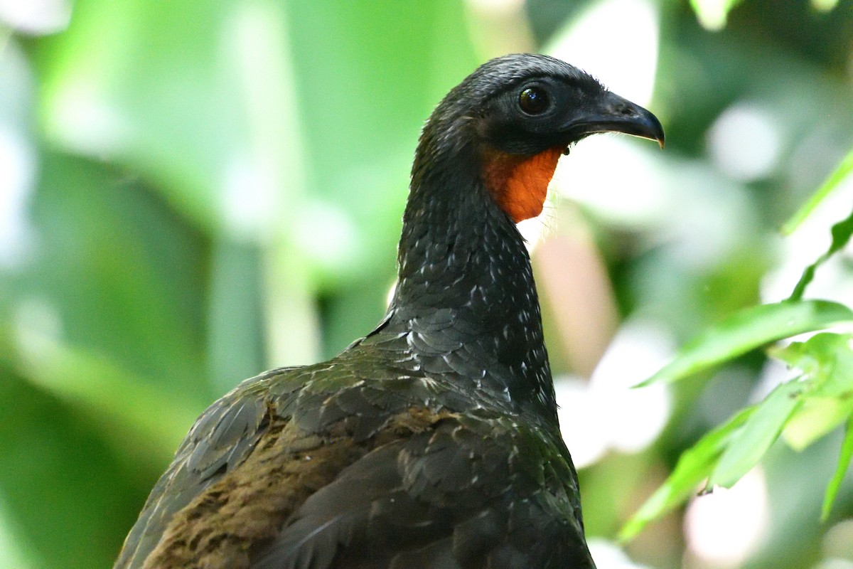 Dusky-legged Guan - ML645869442