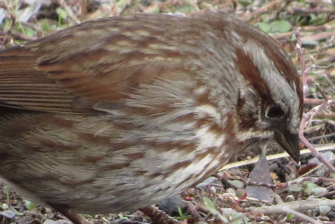 Song Sparrow - ML645869446