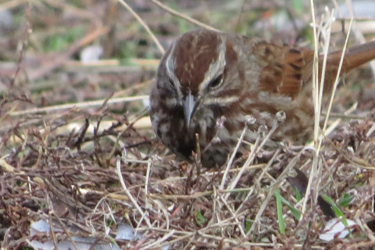 Song Sparrow - ML645869447