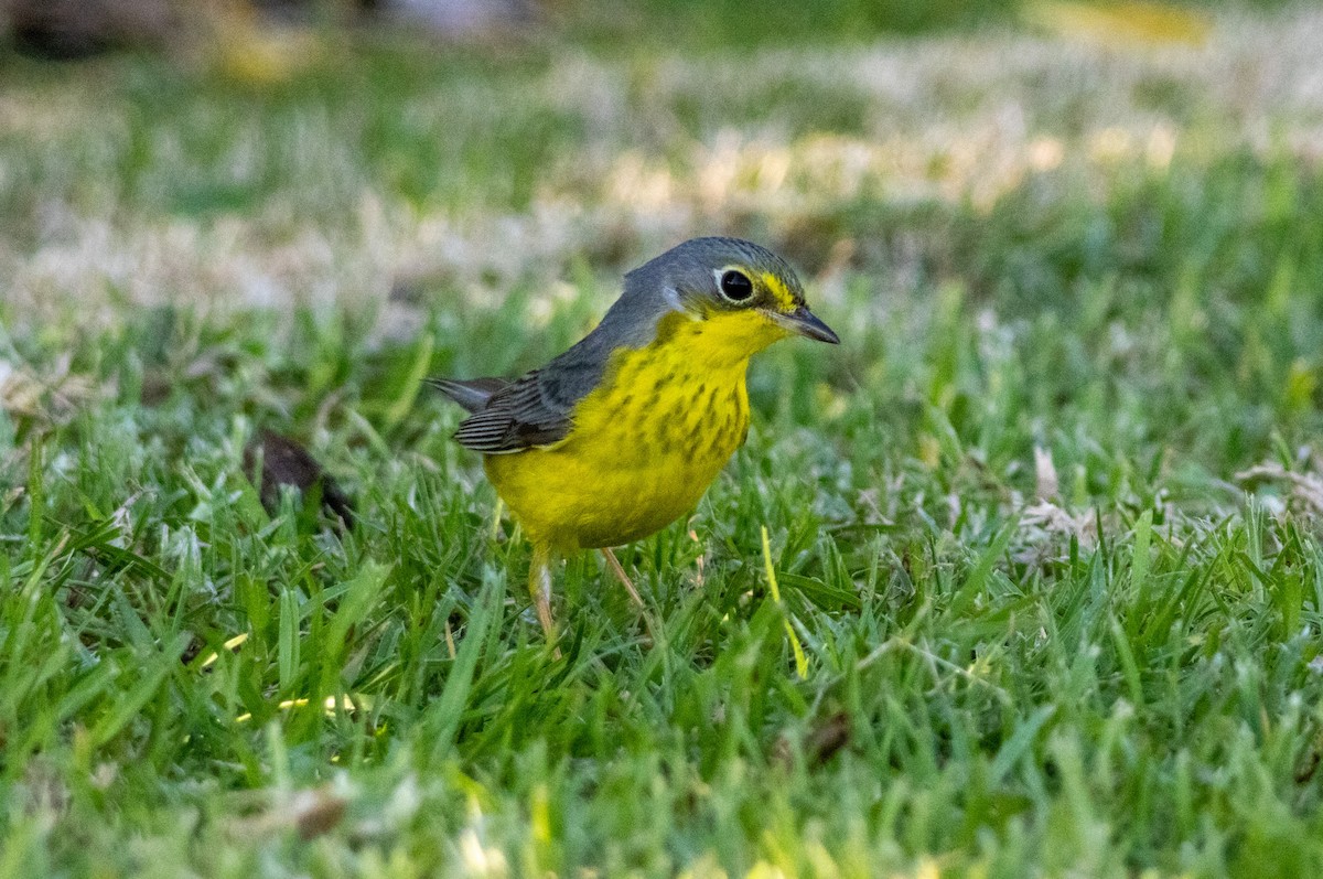 Canada Warbler - ML645869448