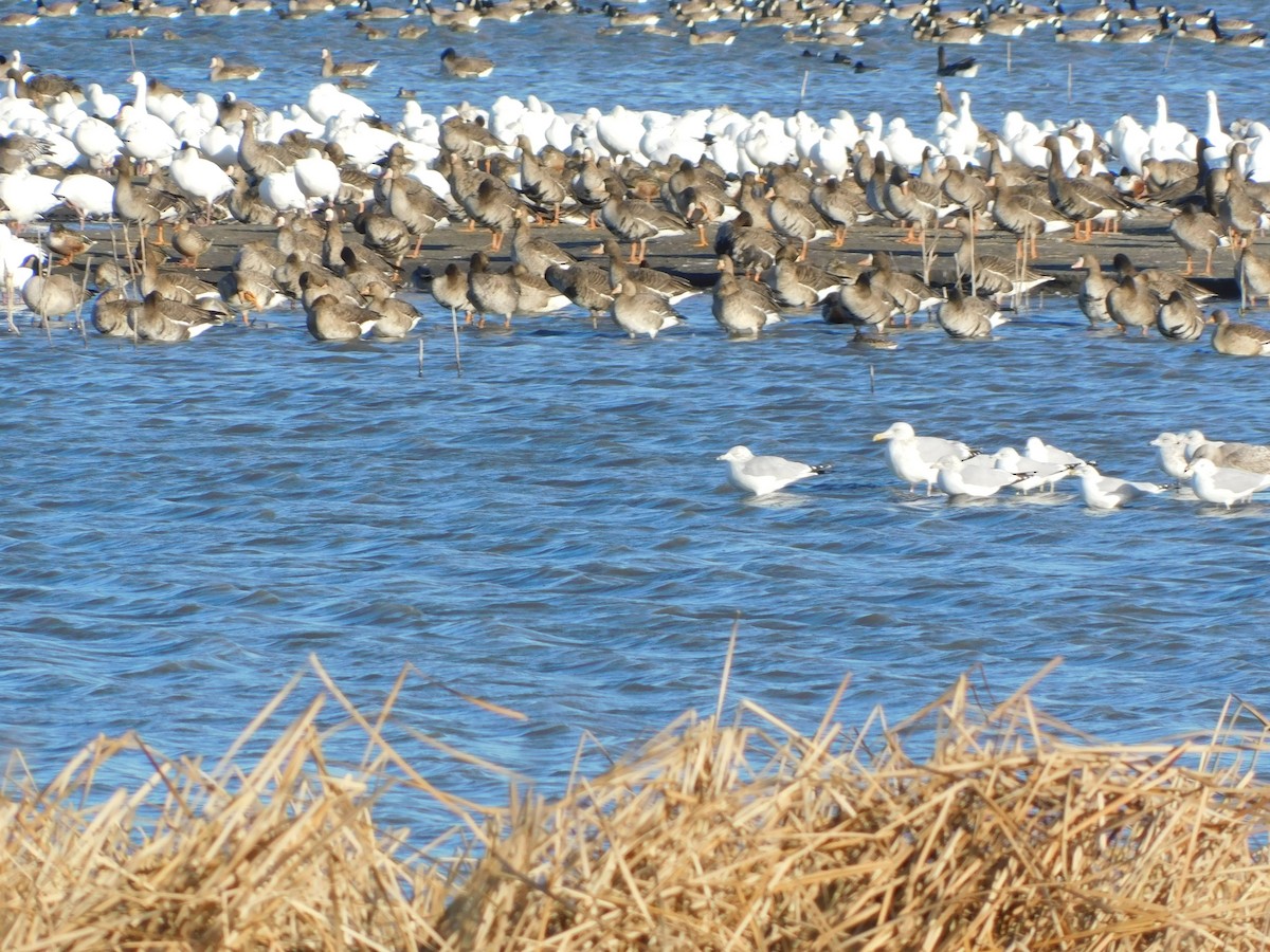 白額雁 - ML645869450