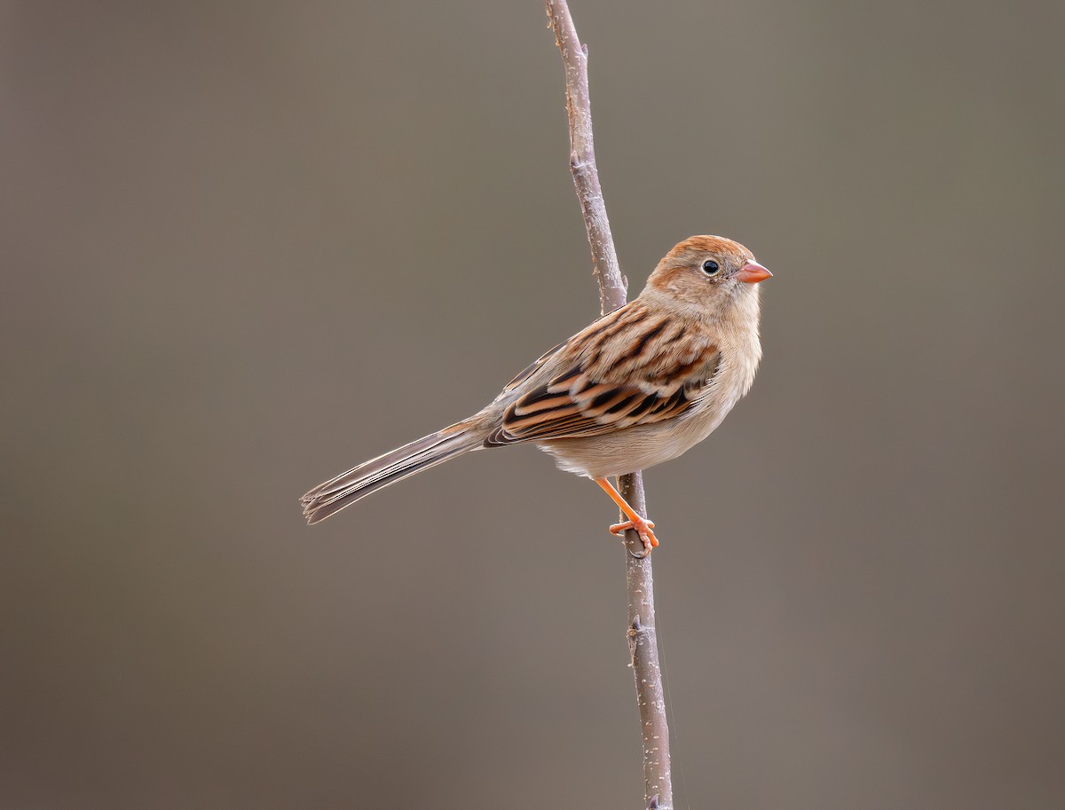 Field Sparrow - ML645869451