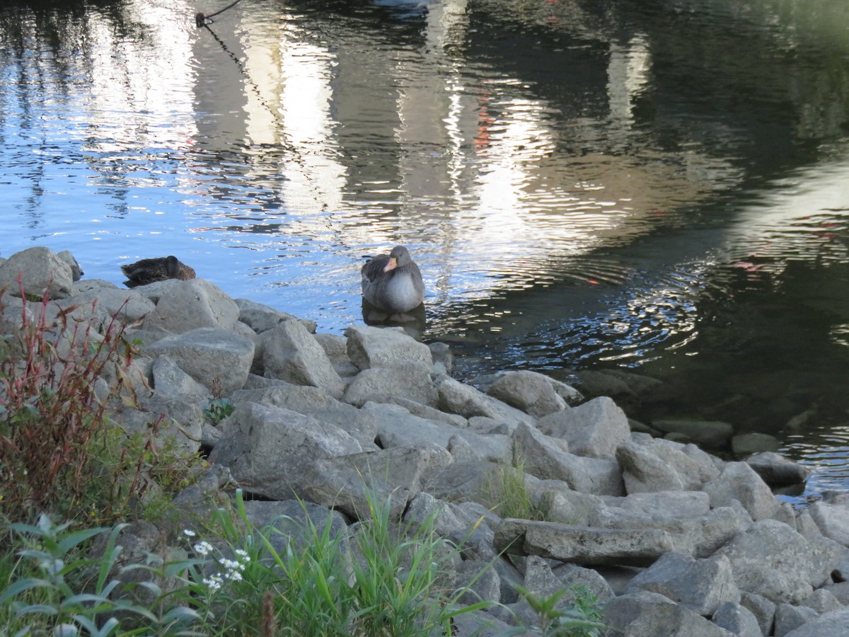 Graylag Goose - ML645869452