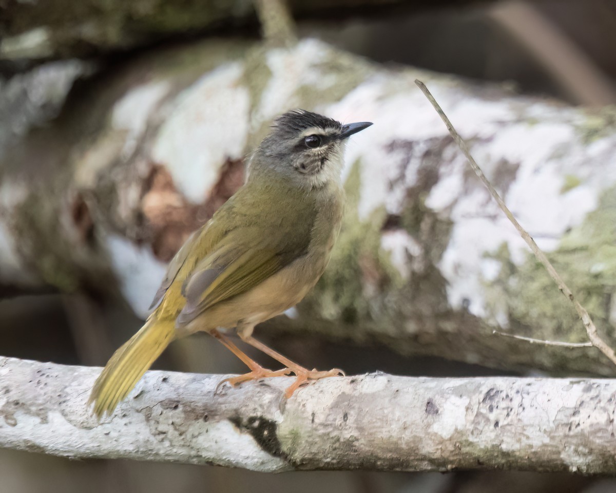 Chivi Vireo - ML645869455