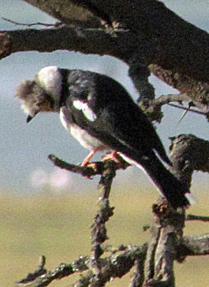 Bagadais à huppe grise - ML645869456