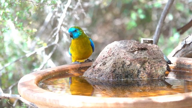 Turquoise Parrot - ML645869457