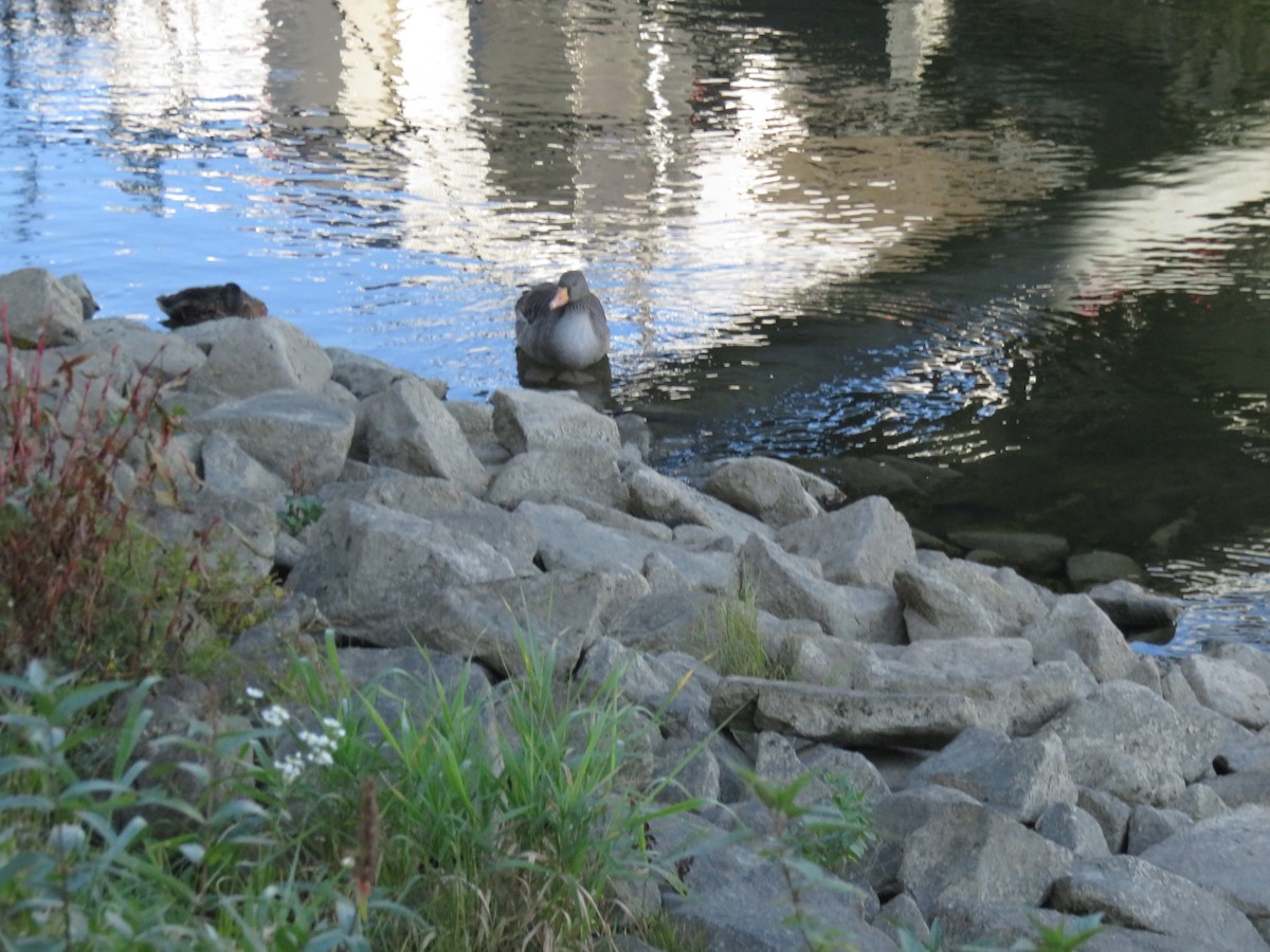 Graylag Goose - ML645869458