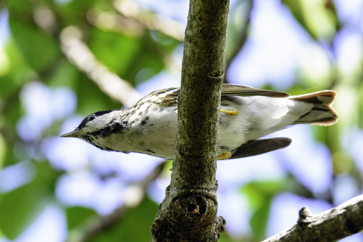 Blackpoll Warbler - ML645869467
