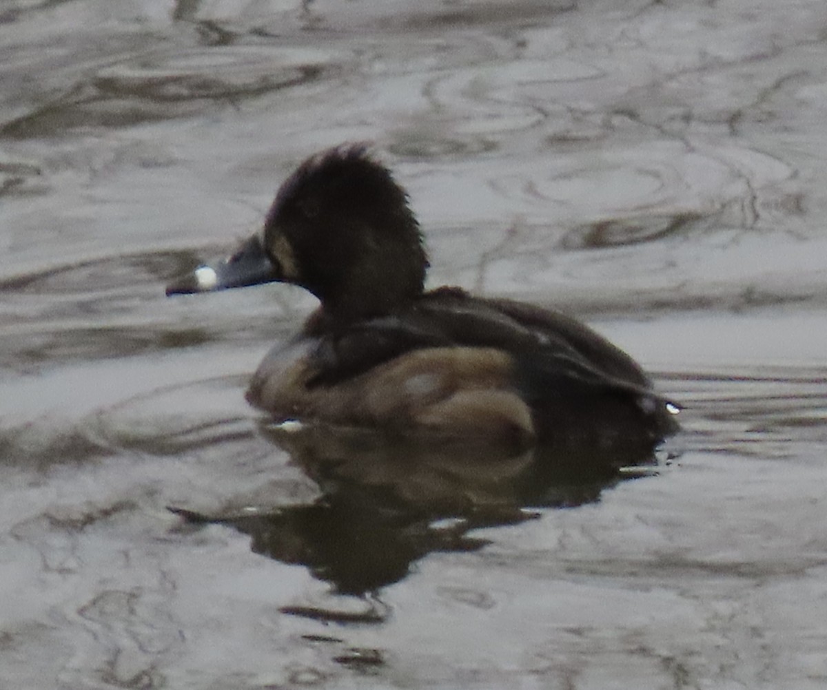 Ring-necked Duck - ML645869476