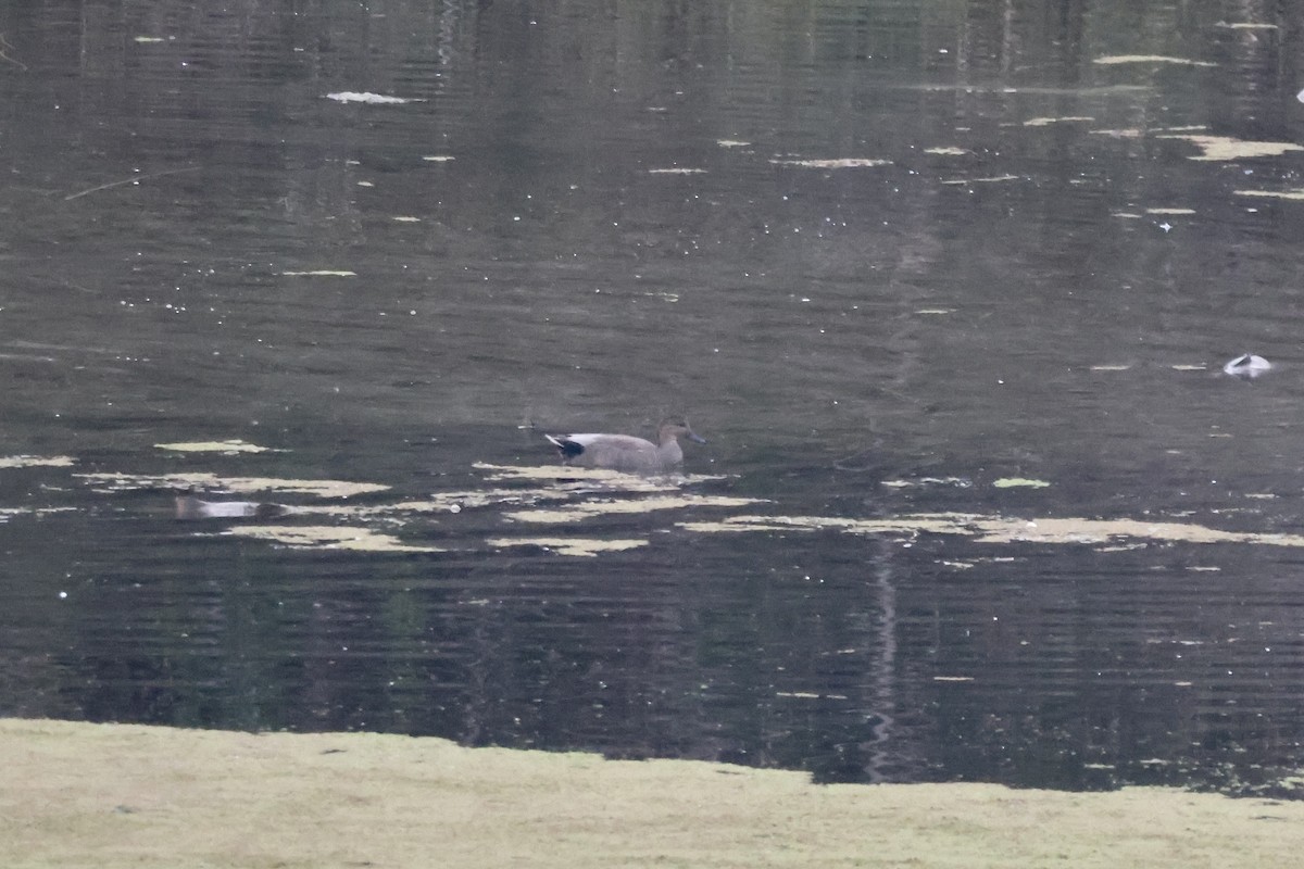 Gadwall - ML645869479