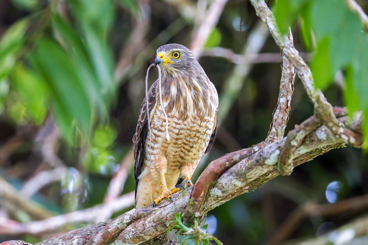 Roadside Hawk - ML645869480