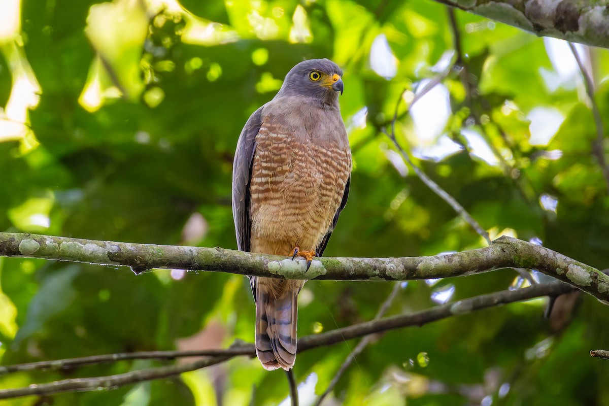 Roadside Hawk - ML645869481