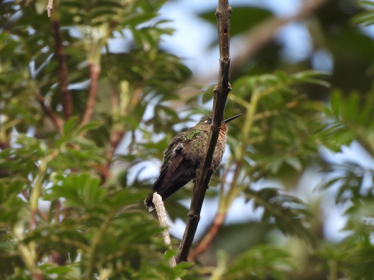 Smaragdkehl-Glanzschwänzchen - ML645869483