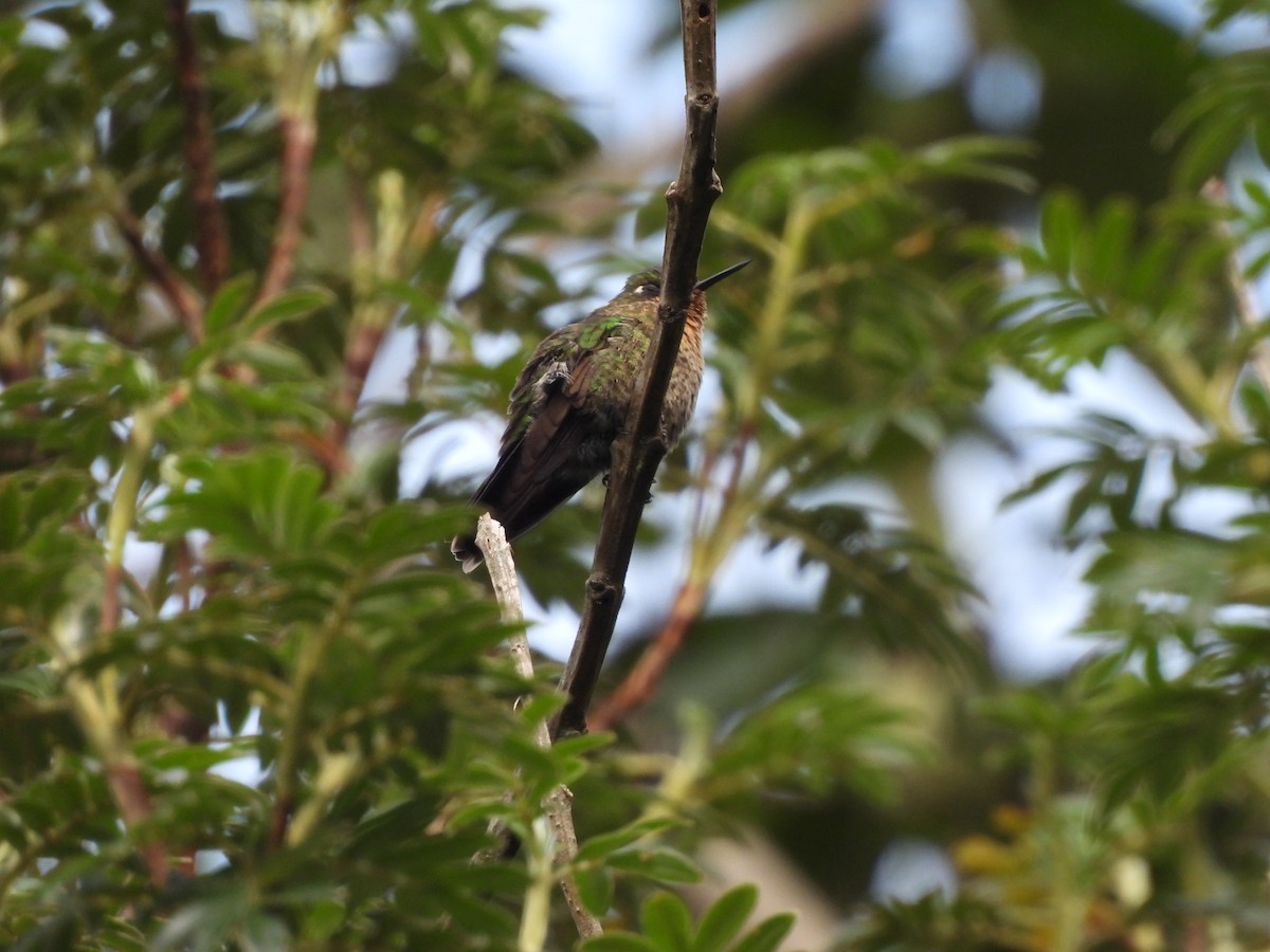 Smaragdkehl-Glanzschwänzchen - ML645869484