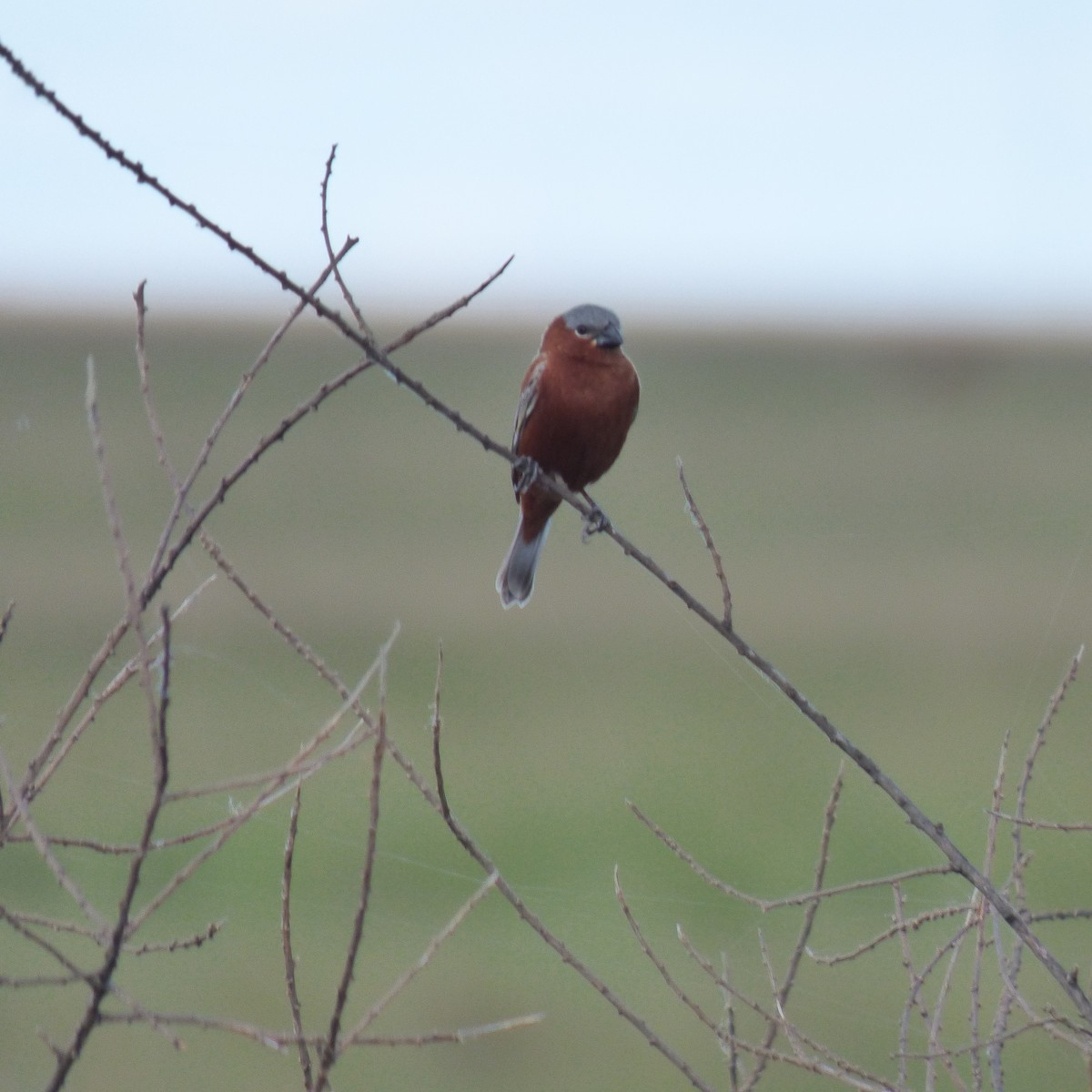 Chestnut Seedeater - ML645869485