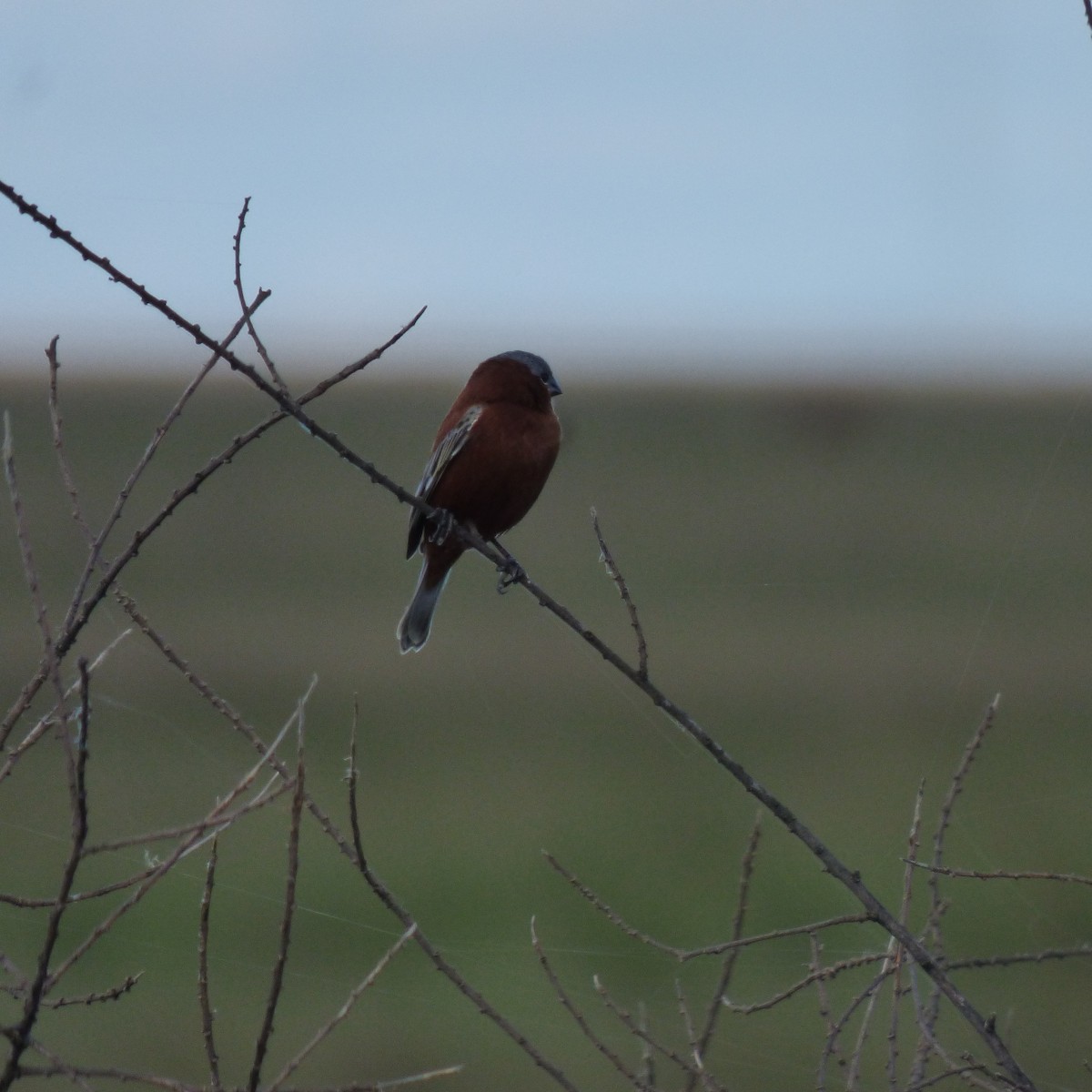 Chestnut Seedeater - ML645869486