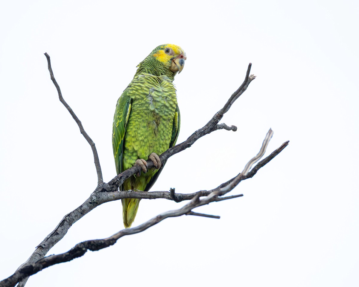 Yellow-faced Parrot - ML645869487
