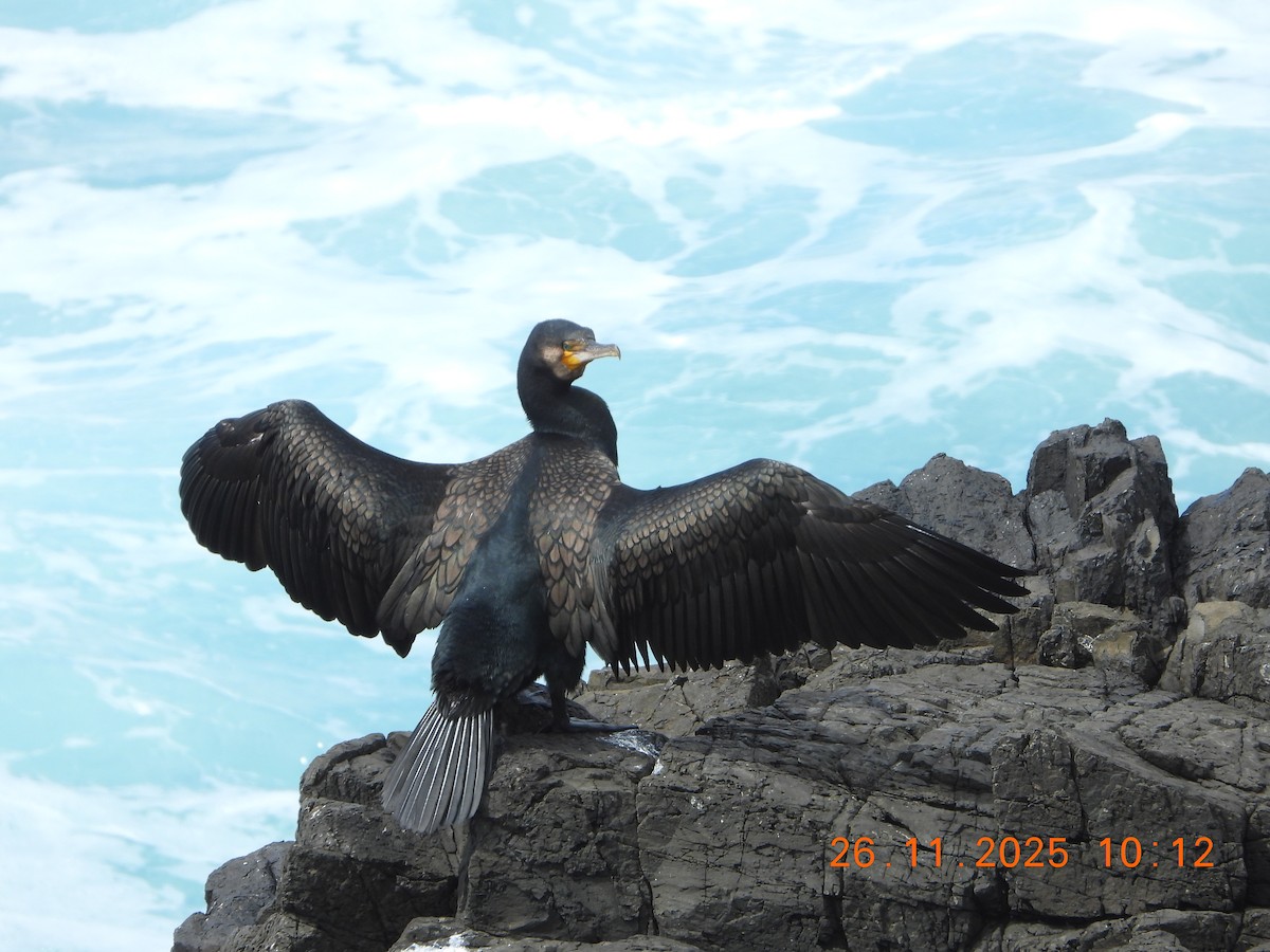 Great Cormorant - ML645869491