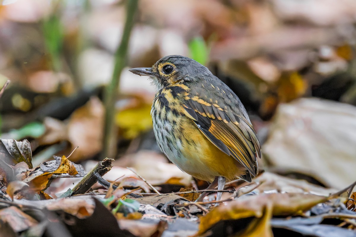 Streak-chested Antpitta - ML645869493