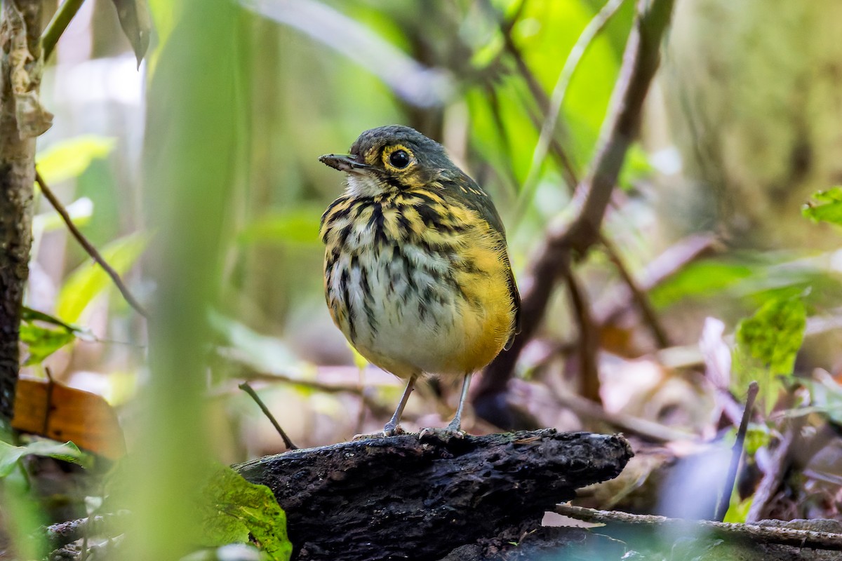 Streak-chested Antpitta - ML645869494