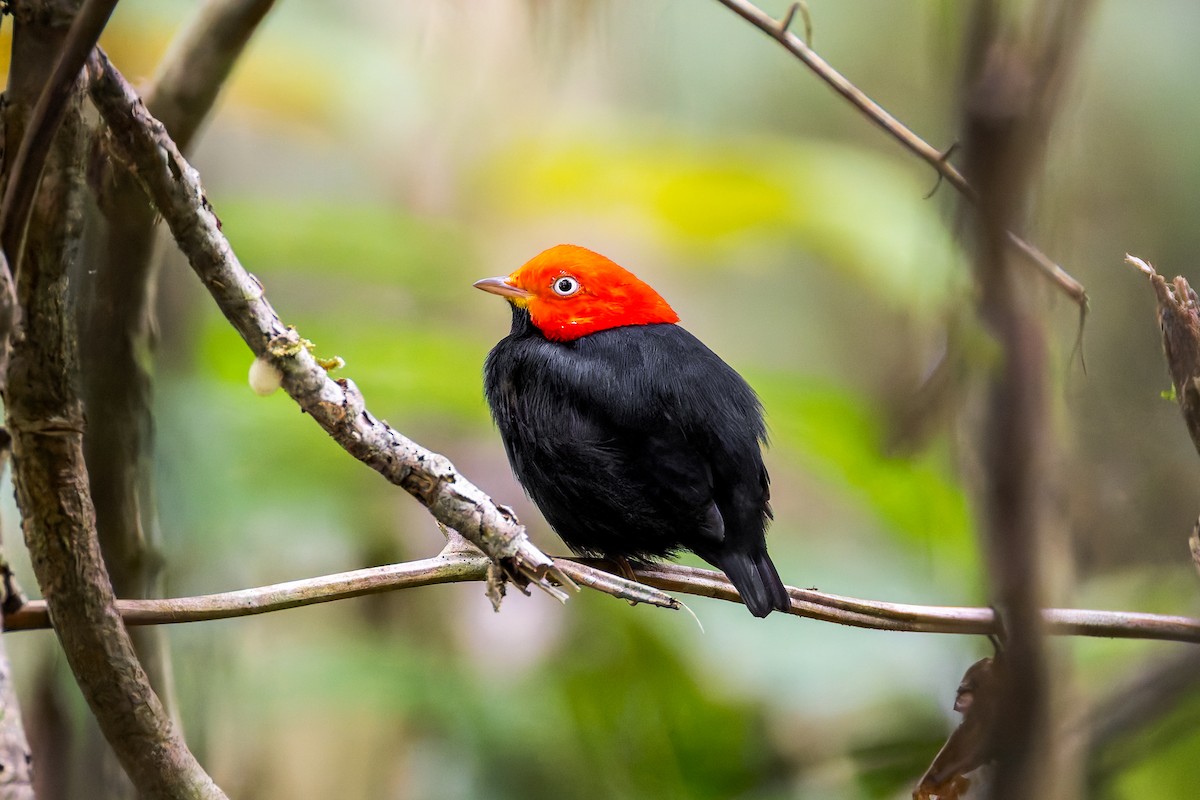 Red-capped Manakin - ML645869500