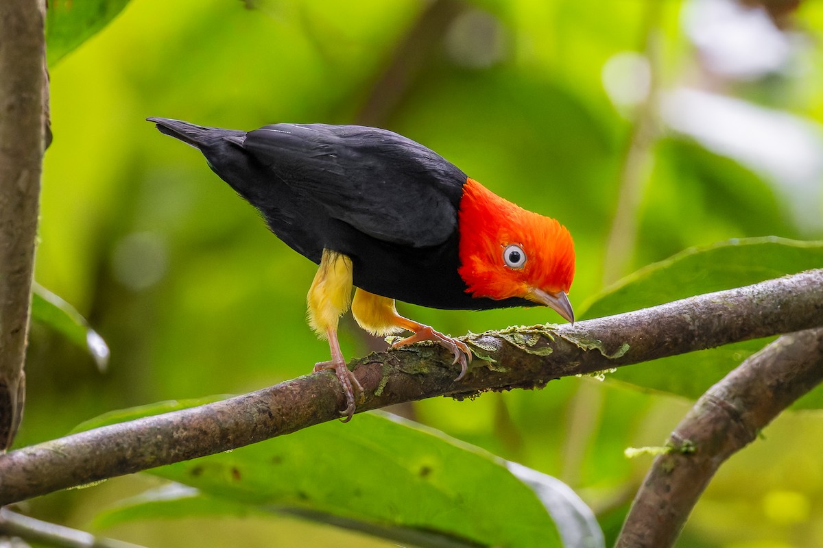 Red-capped Manakin - ML645869501
